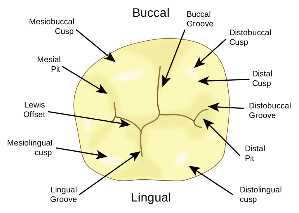 Tooth surfaces